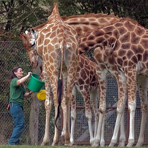 Rothschild Giraffe