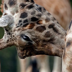 Rothschild Giraffe