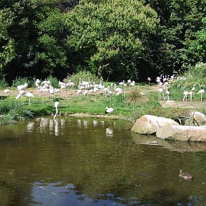 Flamingo exhibit
