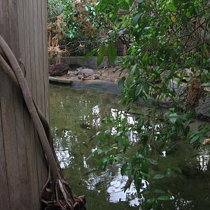 slender snouted crocs
