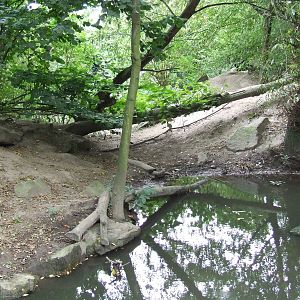 Wolf enclosure, Wolf Valley
