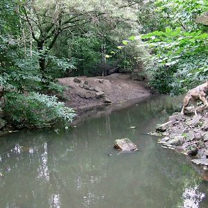 Wolf enclosure, Wolf Valley