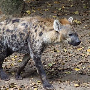Spotted Hyena