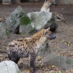 Spotted Hyenas