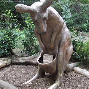 Kangaroo, for visitors