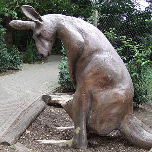 Kangaroo, for visitors