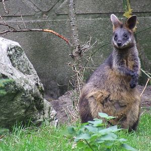 Swamp Wallaby