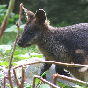 Swamp Wallaby