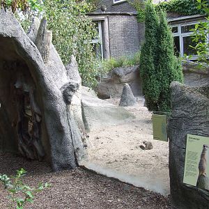 Meerkat enclosure