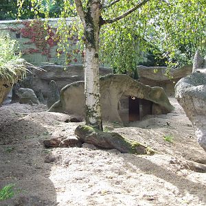 Meerkat enclosure