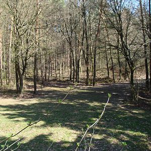 Brown Bear / Fox Exhibit