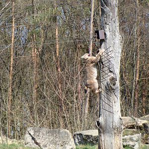 Lynx feeding time