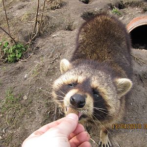 hand feeding a raccoon