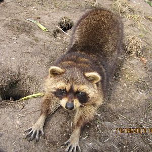 a raccoon stretching