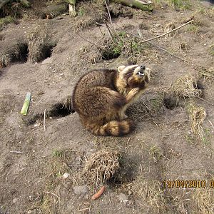 a raccoon itch itself