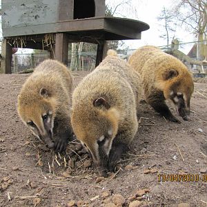 3 South American Coati eating