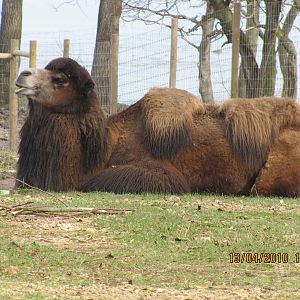 a camel "his name is Hassan"