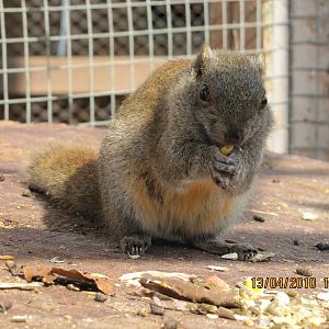 a squirrel eating