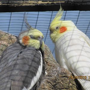 2 Cockatiel relaxing