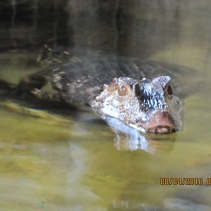 a cuviers dwarf caiman