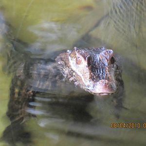 a cuviers dwarf caiman