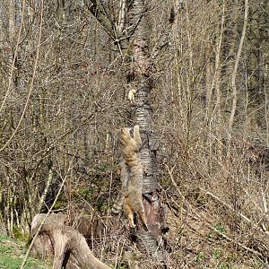 Wildcat feeding time