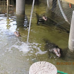 a cuviers dwarf caiman
