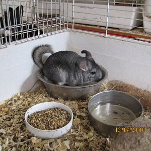 a Chinchilla taking a Sand Bath