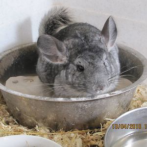 a Chinchilla taking a Sand Bath