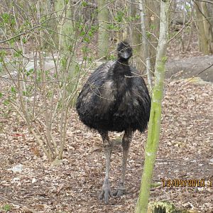 a Emu