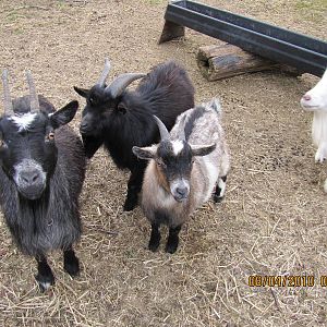 some Goats