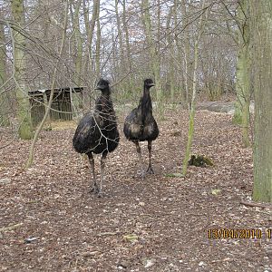 2 Emu