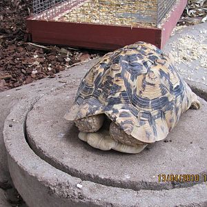 a Leopard Tortoise