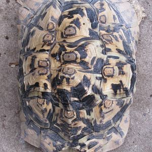a Leopard Tortoise