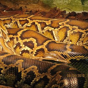 a 5-6 m long tigerpython its the biggest in DK i think