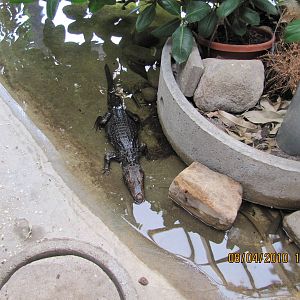 a cuviers dwarf caiman