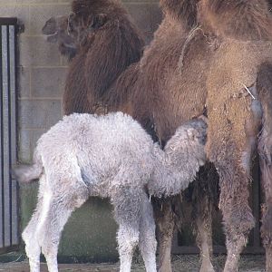 Bactrian camel and suckling calf