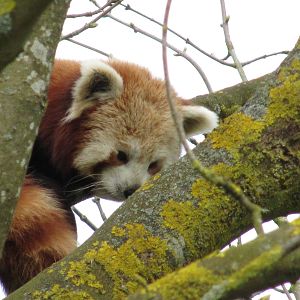 Red Panda