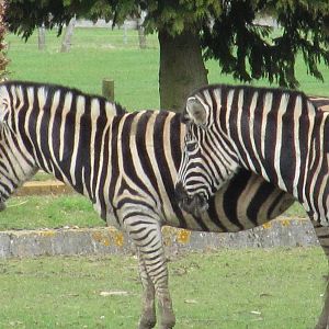 A matching pair oif zebras