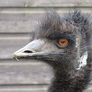 Emu - up close