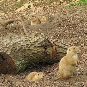 Prairie Dogs
