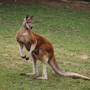 Red Kangaroo