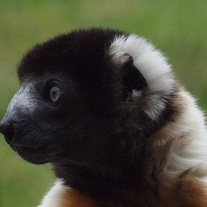 Sifaka