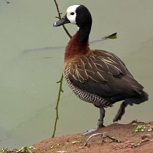 White-faced Whistling Duck - 13/04/2010