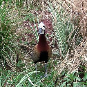White-faced Whistling Duck - 13/04/2010