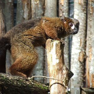 Red-bellied Lemur