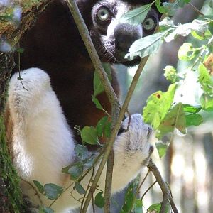 Crowned Sifaka