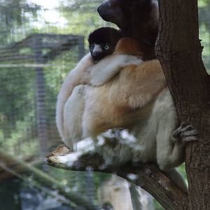 Crowned Sifakas