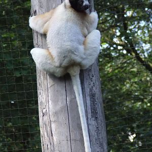 Crowned Sifaka