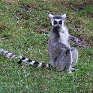 Ring-tailed Lemur
